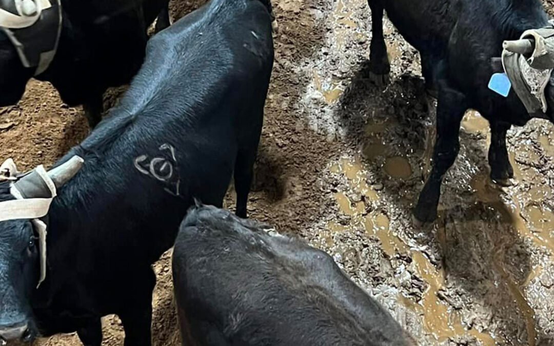 High Stakes on Even Cattle